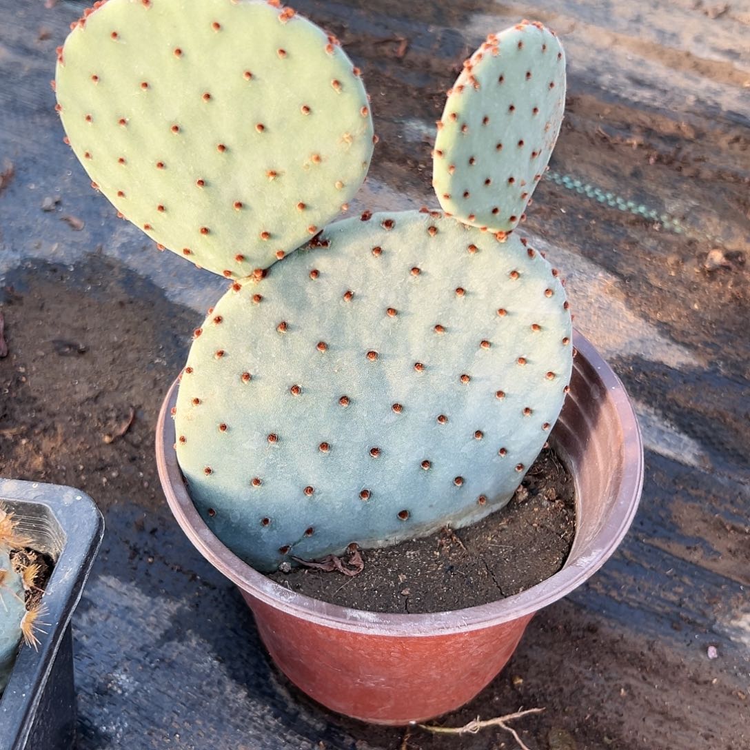 多肉植物红太古仙人掌