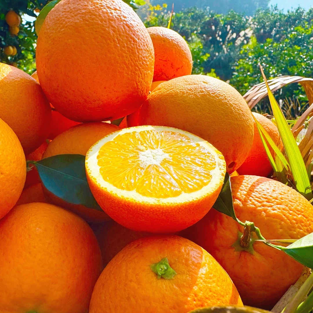 【9斤现摘现发】贵州潮砥脐橙生态种植新鲜采摘酸甜多汁9斤装