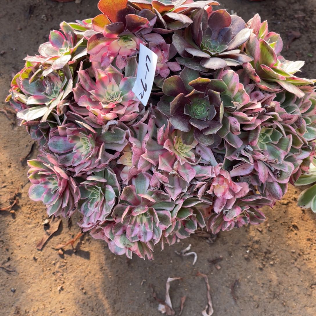 26-17西施无砍阴阳群