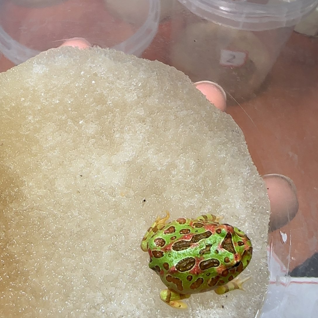  2号瑕疵钟角蛙嘴巴顿