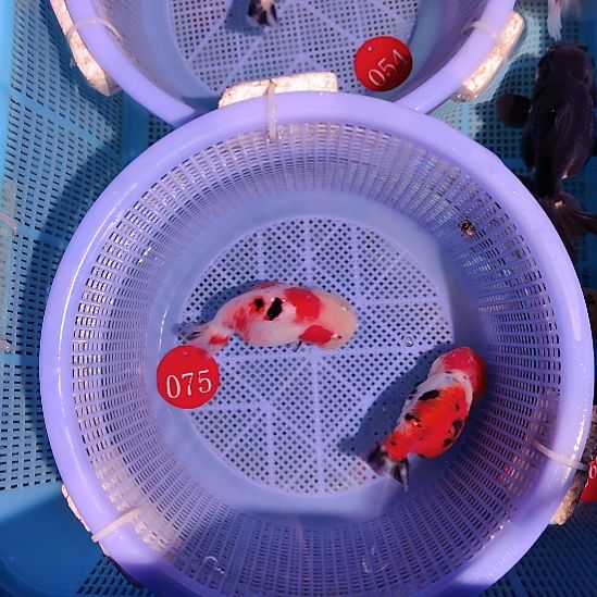 金鱼075兰寿两只特价顺丰包邮