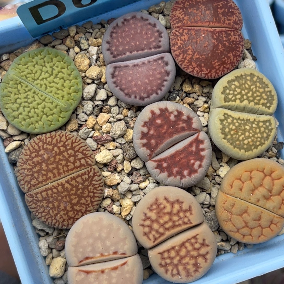 6295彩拼混合九颗。 