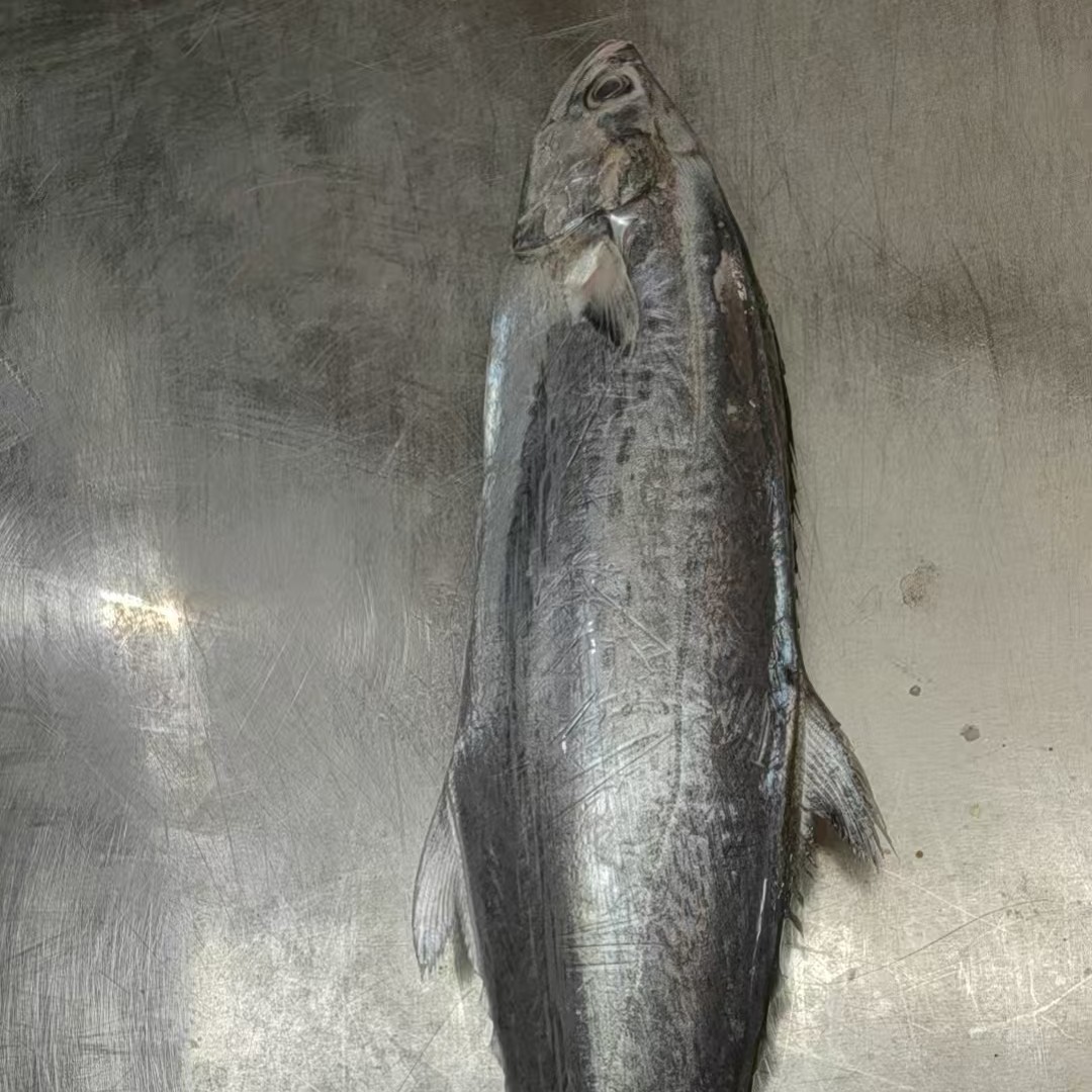 湛江野生扁鲛 白腹马鲛 顺丰速冻发货