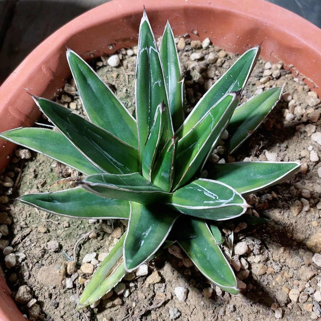 金山小颗10公分左右包邮