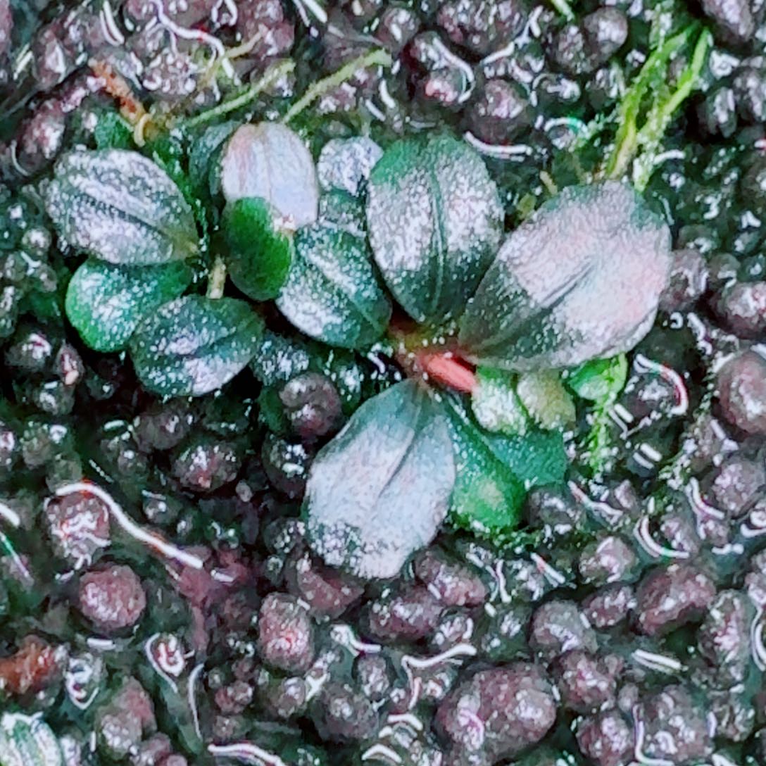 无花朵福利21福利一份