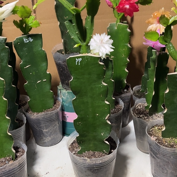 太***花当前无花朵，栽培后可花朵pp