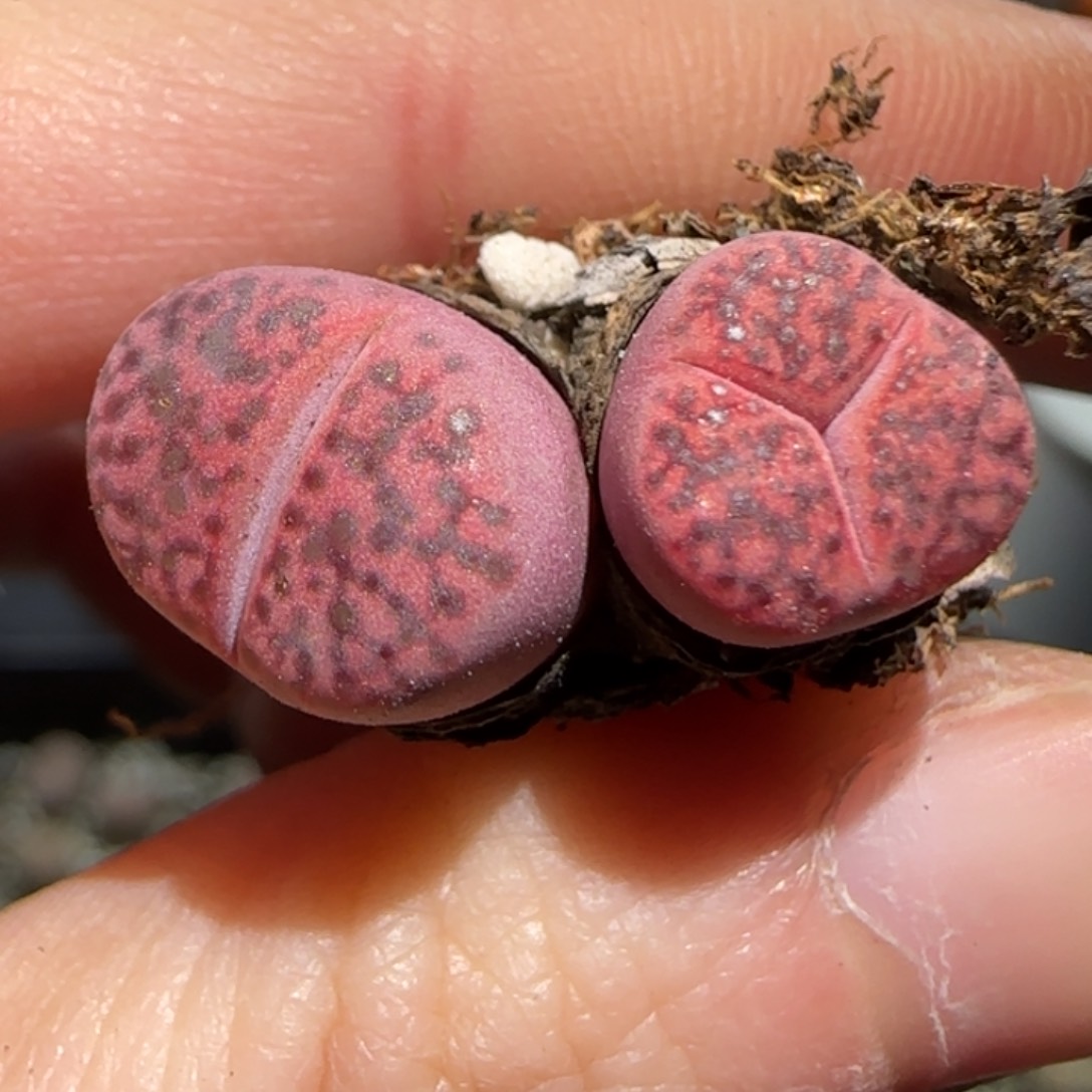 1.16，柘榴奔儿，捡漏福利，9035