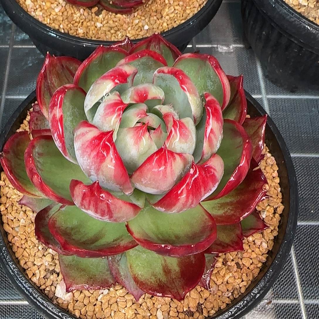 从前慢甄选多肉编号惊鸿仙子