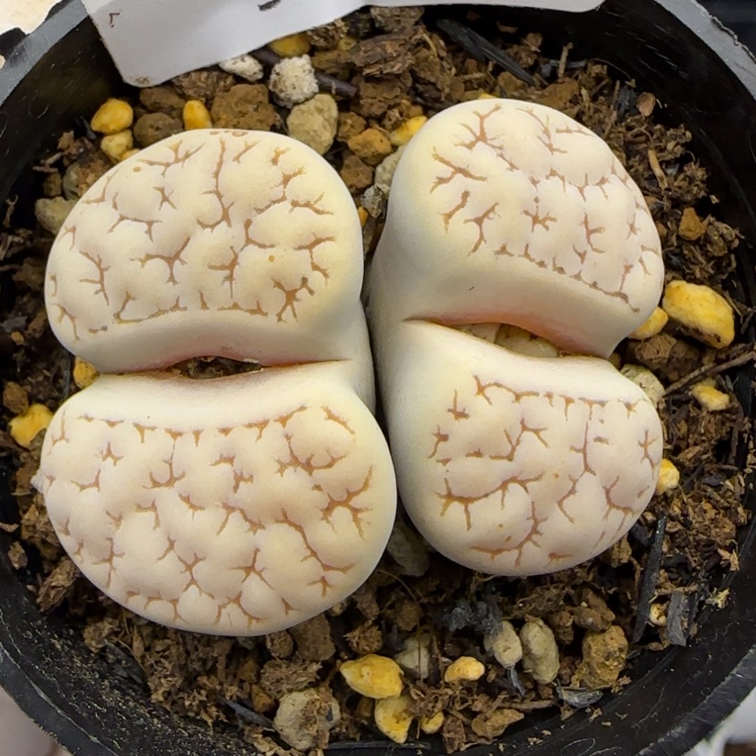 9436。默认脱土。18包邮。偏远88包邮
