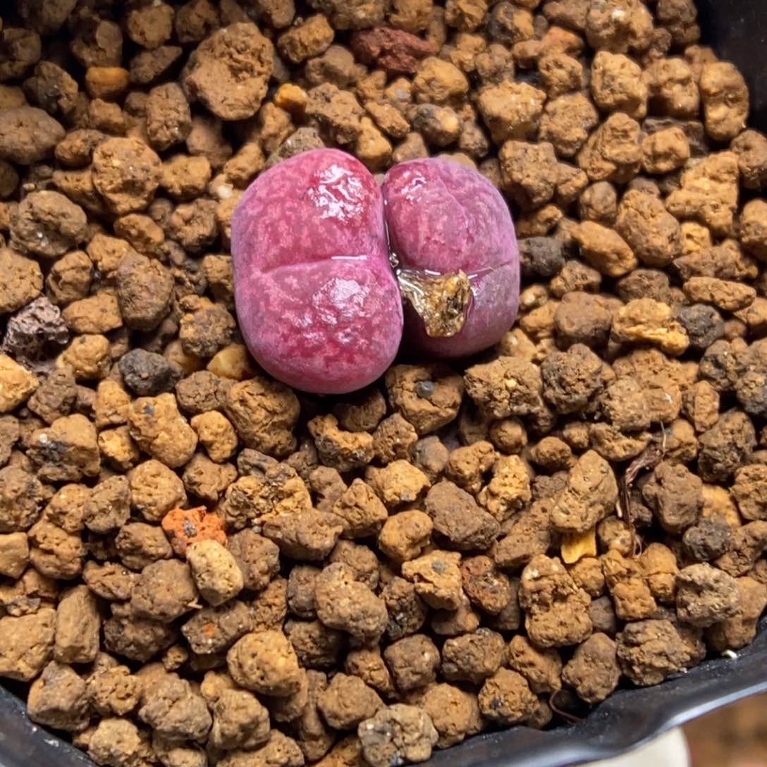 多肉植物肉锥杂交K-849（1.1）密纹安贞杂