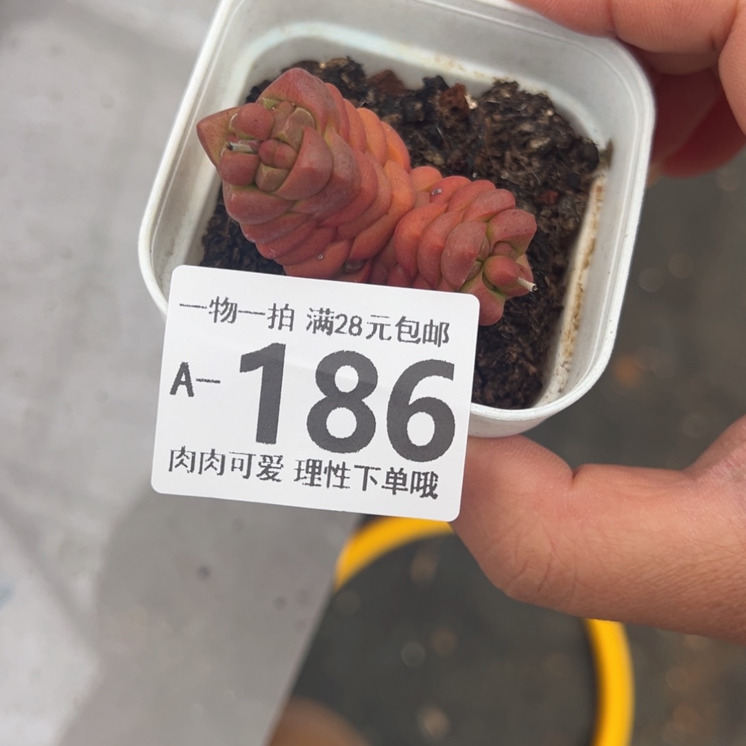 寿无限多肉多肉多肉多肉