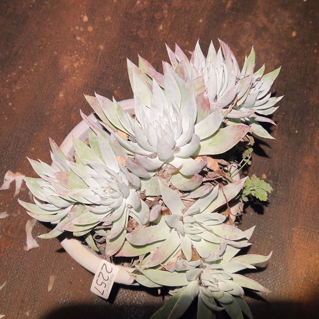 白衣圣徒仙女杯多肉。