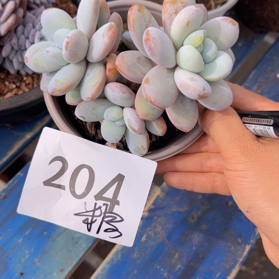 七**?204好吃聚聚俊俊