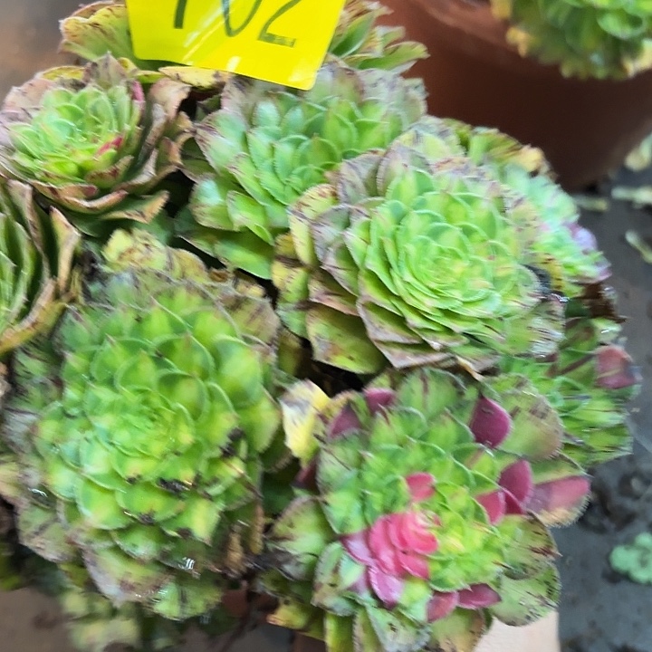 哈哈多肉葡萄福利702