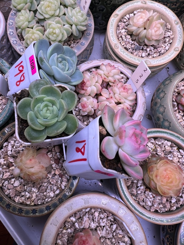 106号181、107号CF5、108号198多肉植物一物一拍