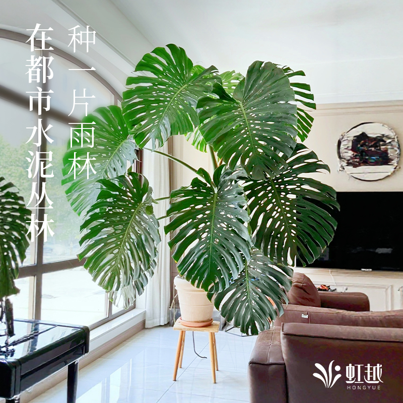 虹越花彩水培龟背竹盆栽老桩室内绿植办公室桌面植物常绿新家装饰