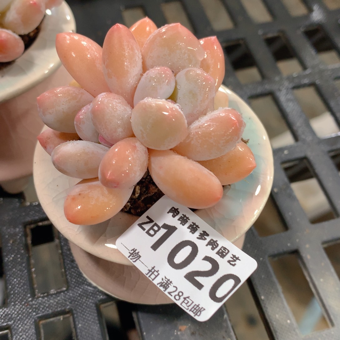 肉萌萌拇指盆精控多肉ZB1020