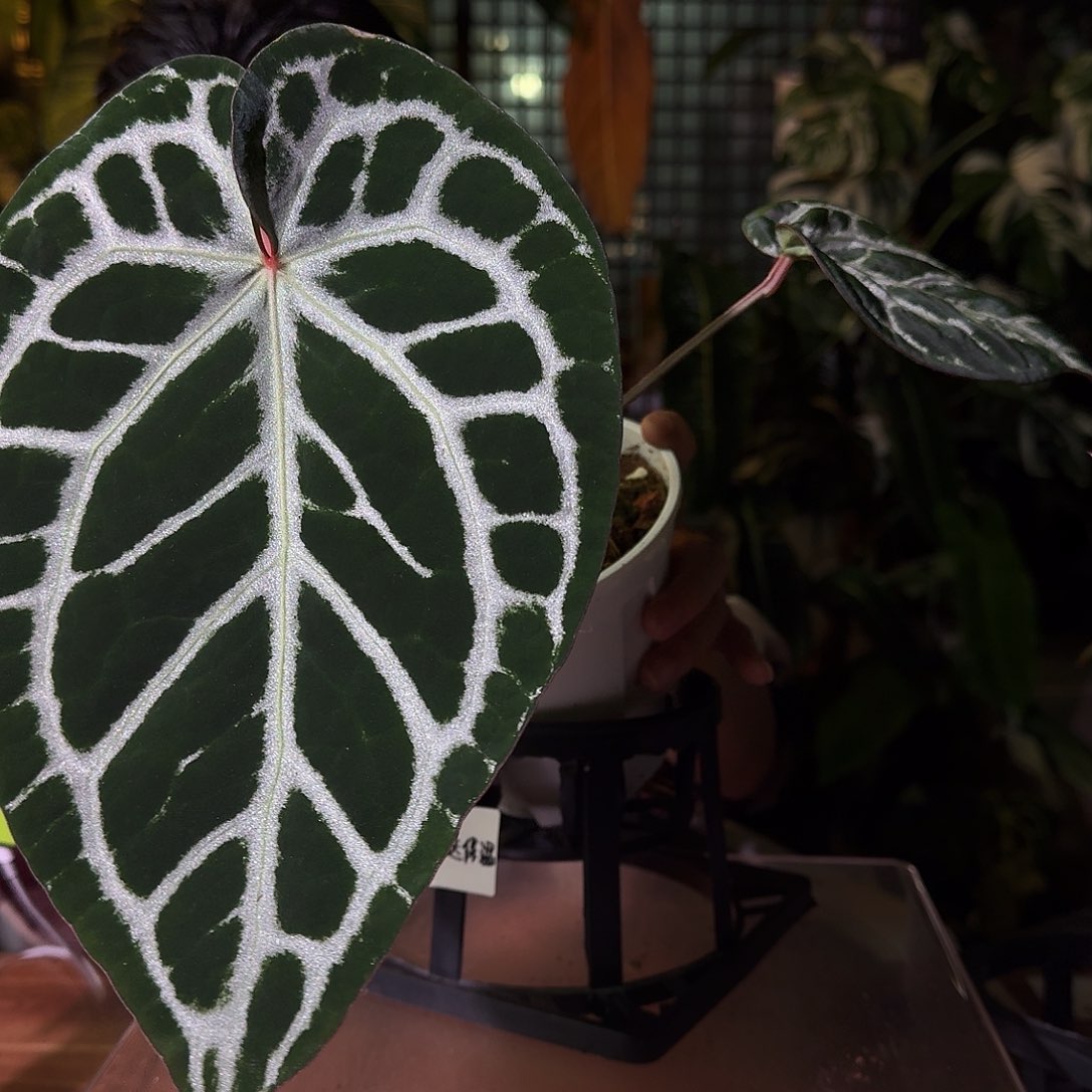 不开花植物G87黑钻石杂银骑士