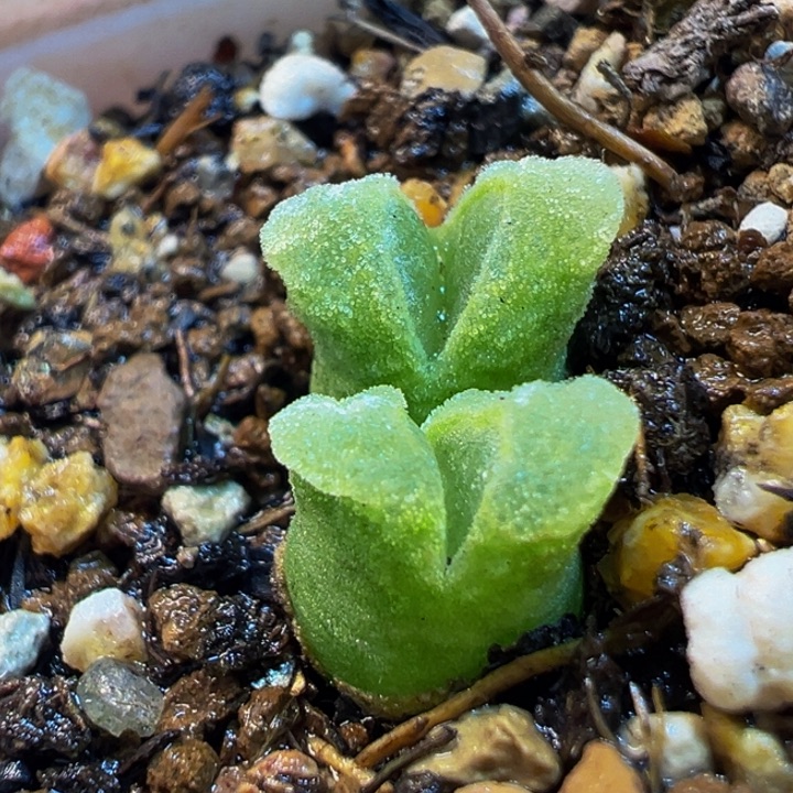 985多肉植物种类多样