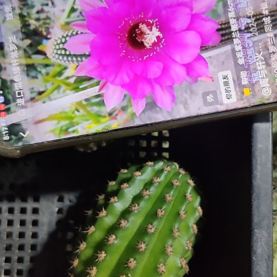 仙人球金妞紫罗兰侧芽不大