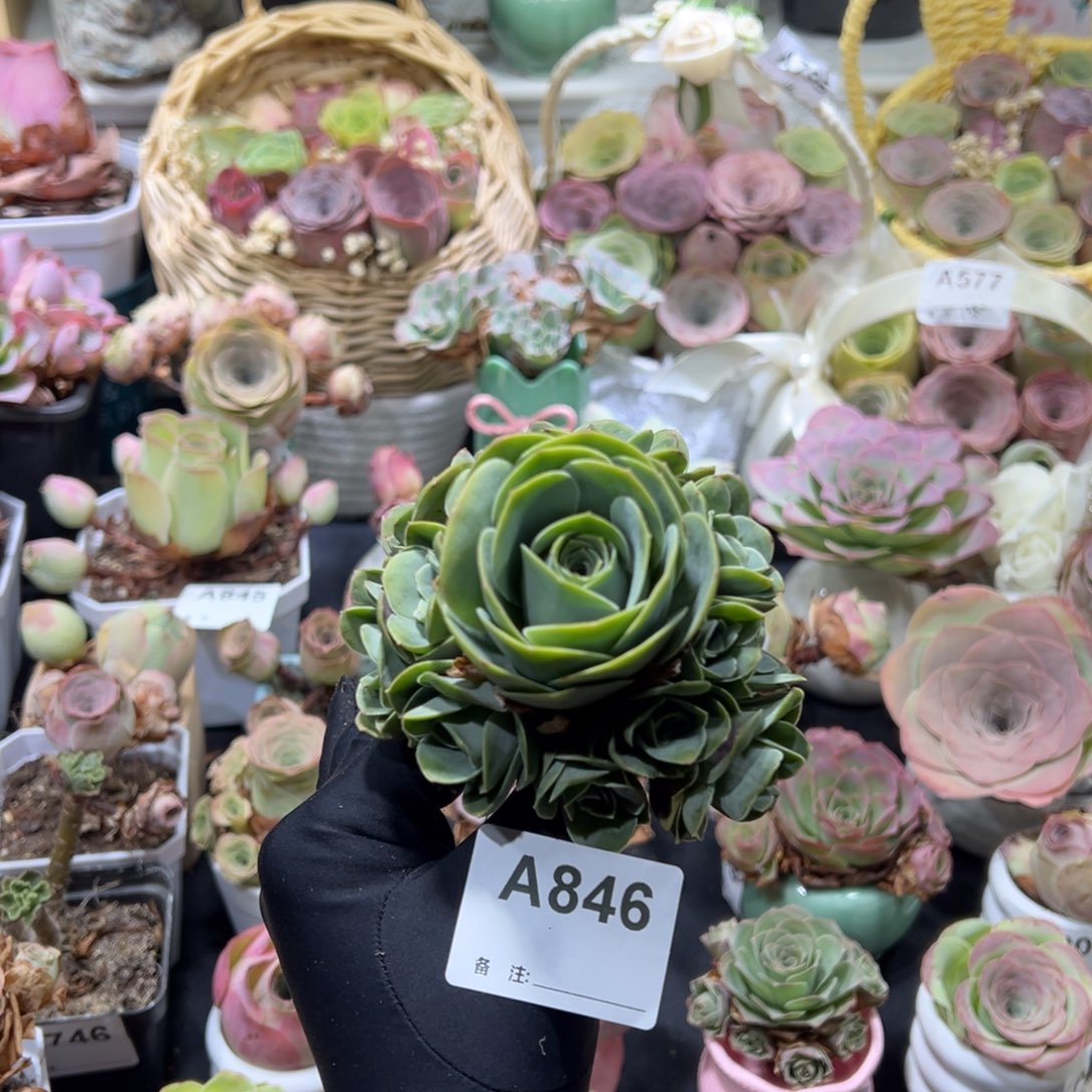 846金边绿玫瑰手捧花。  一物一拍