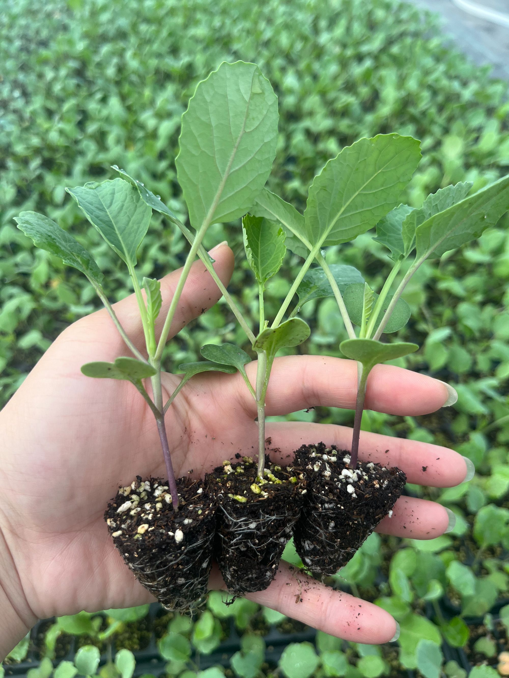 西兰苔秧苗 带土有机花菜秧苗 正品高产西兰花盆栽耐寒秋季蔬菜苗