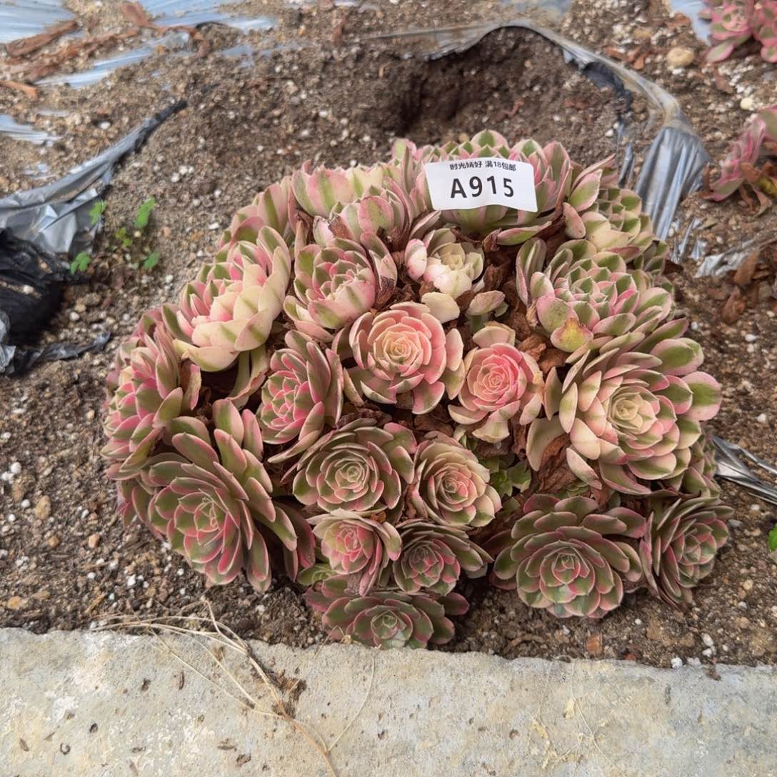 915荔枝。多肉植物
