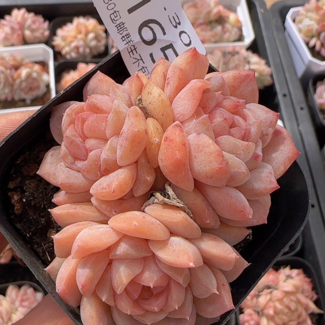 冰魄石化四头三头石化