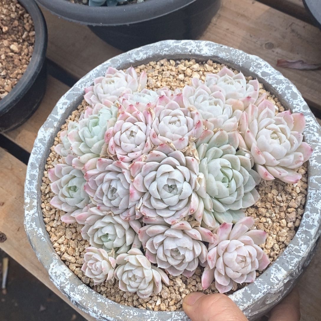 精品多肉一物一拍不包整149