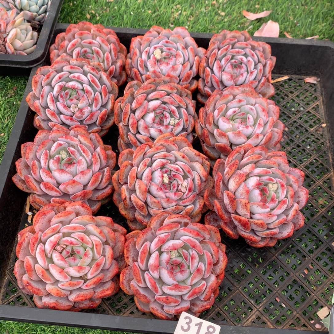 318橙子多肉植物组合