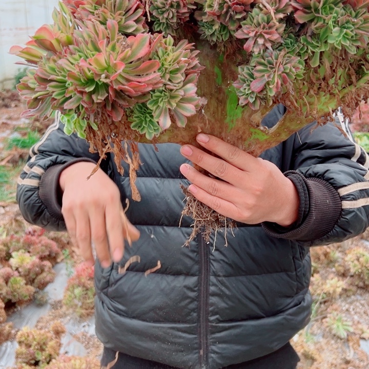 红袖醉话2号多肉法师