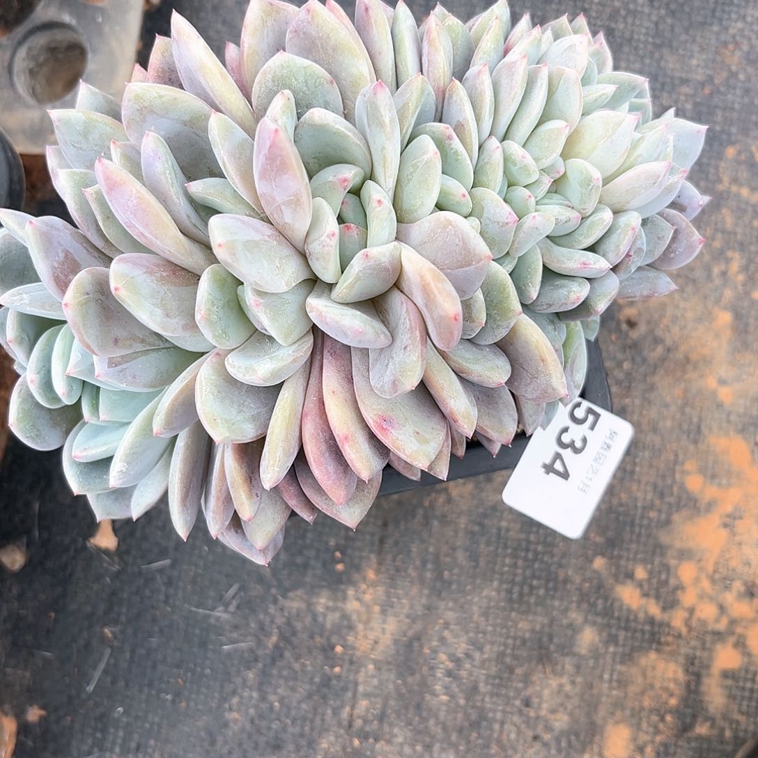 阿雅园艺。         脱土发货534