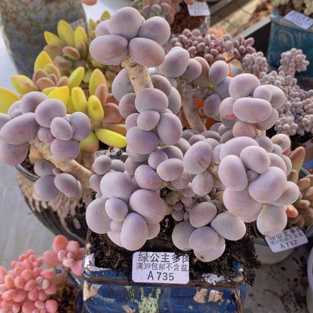 芭比奶洛老桩17cm735多肉植物