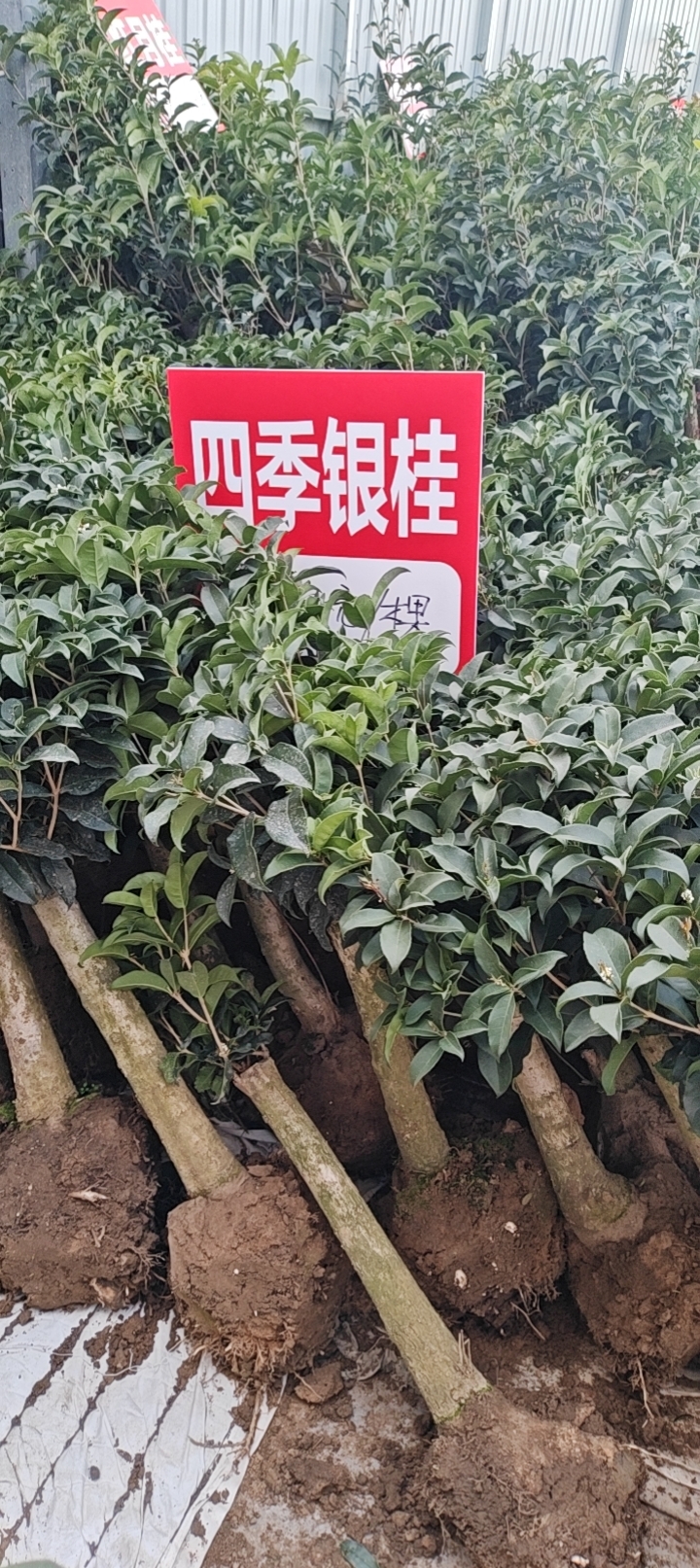 四季银桂白色淡香清香