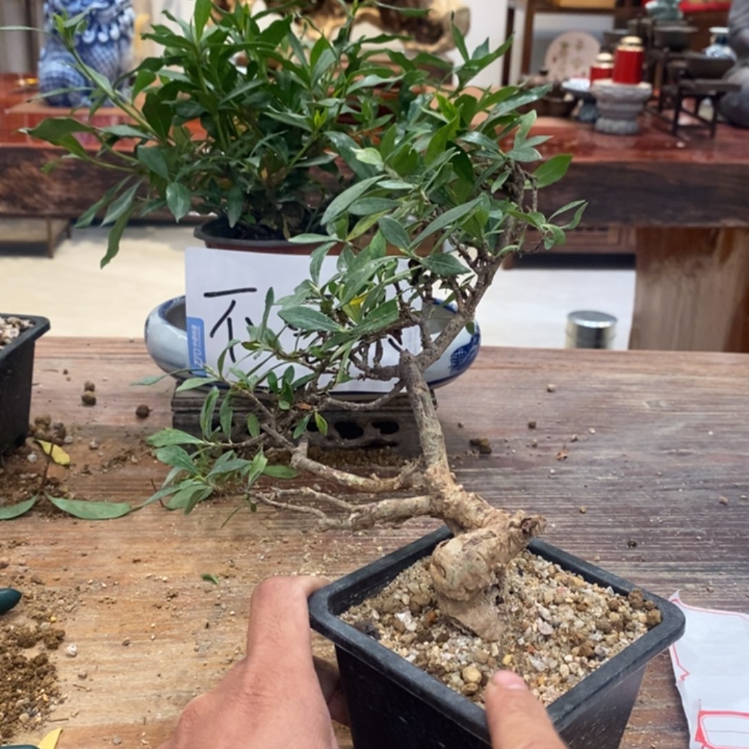 ****完全开放海岛栀子花111