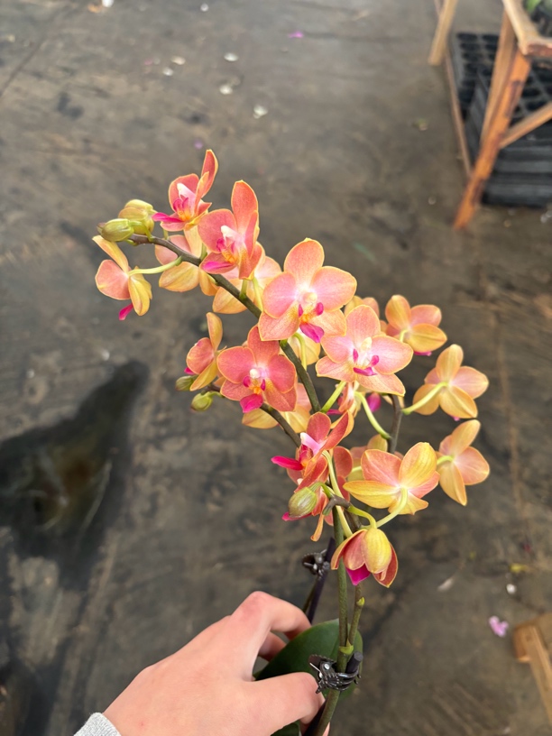 三文鱼——蝴蝶兰 开花发货 室内绿植