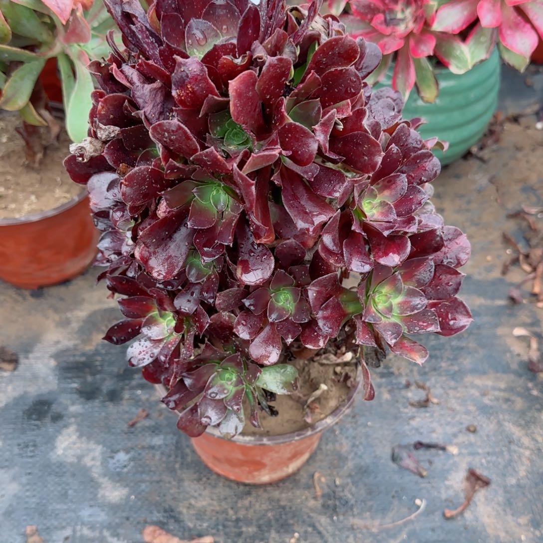 欧紫华纳310满20包邮断枝不包