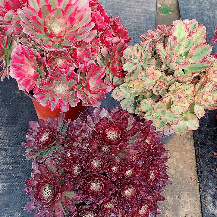 法师图片多肉植物