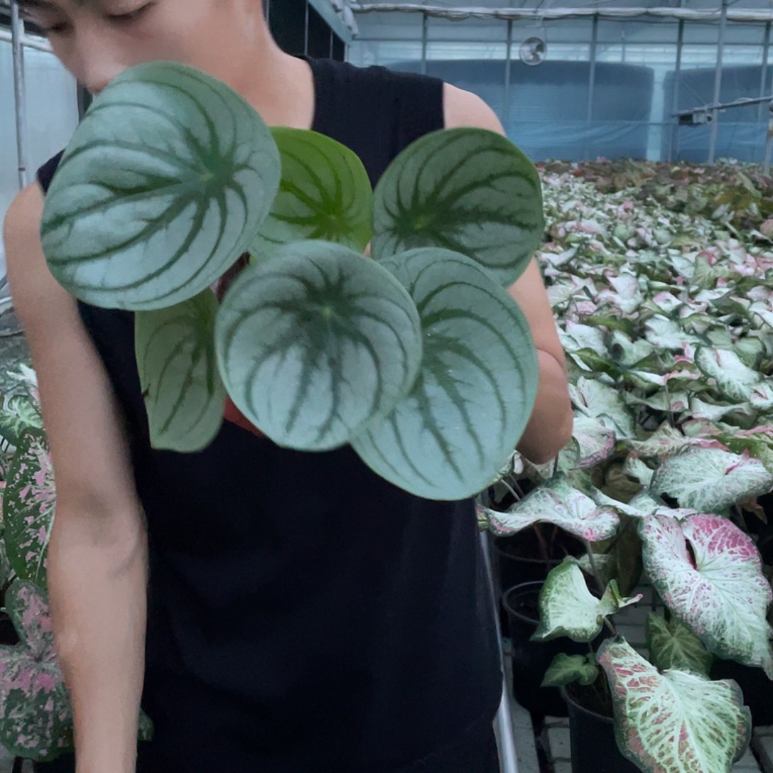 无花朵西瓜皮111111