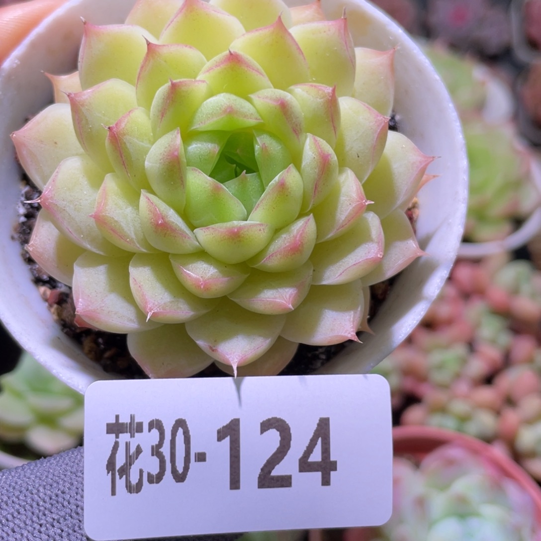 花利美30-124女王