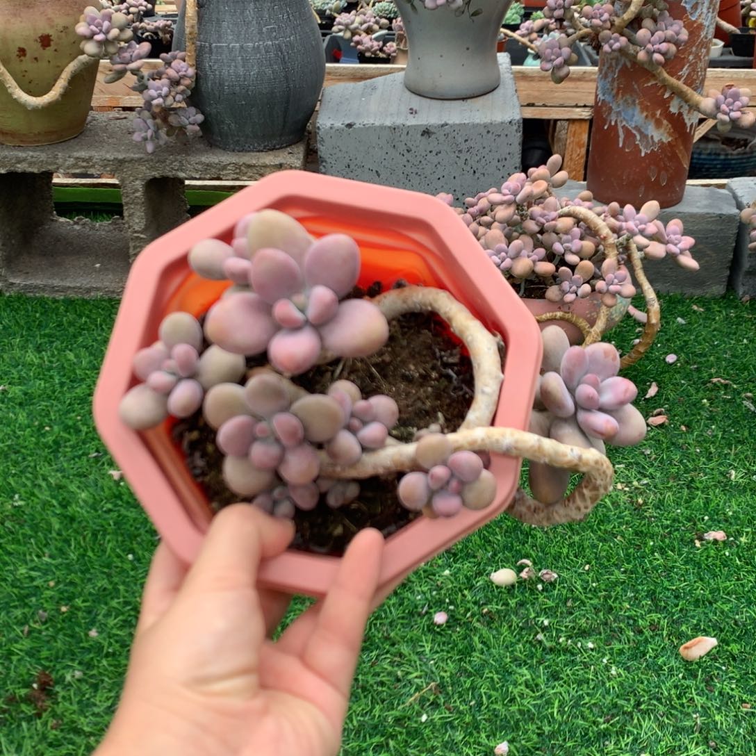 桃蛋老桩不带盆3号