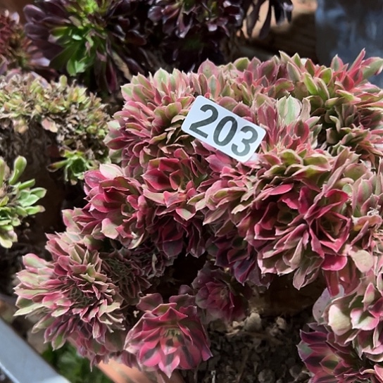 音***爱多肉植物一个女巫203