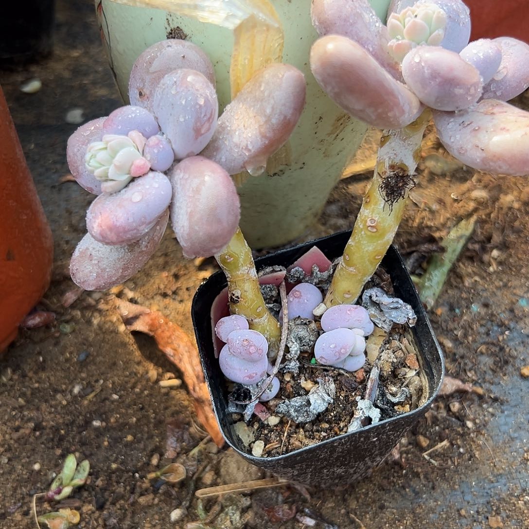 多肉植物多肉植物