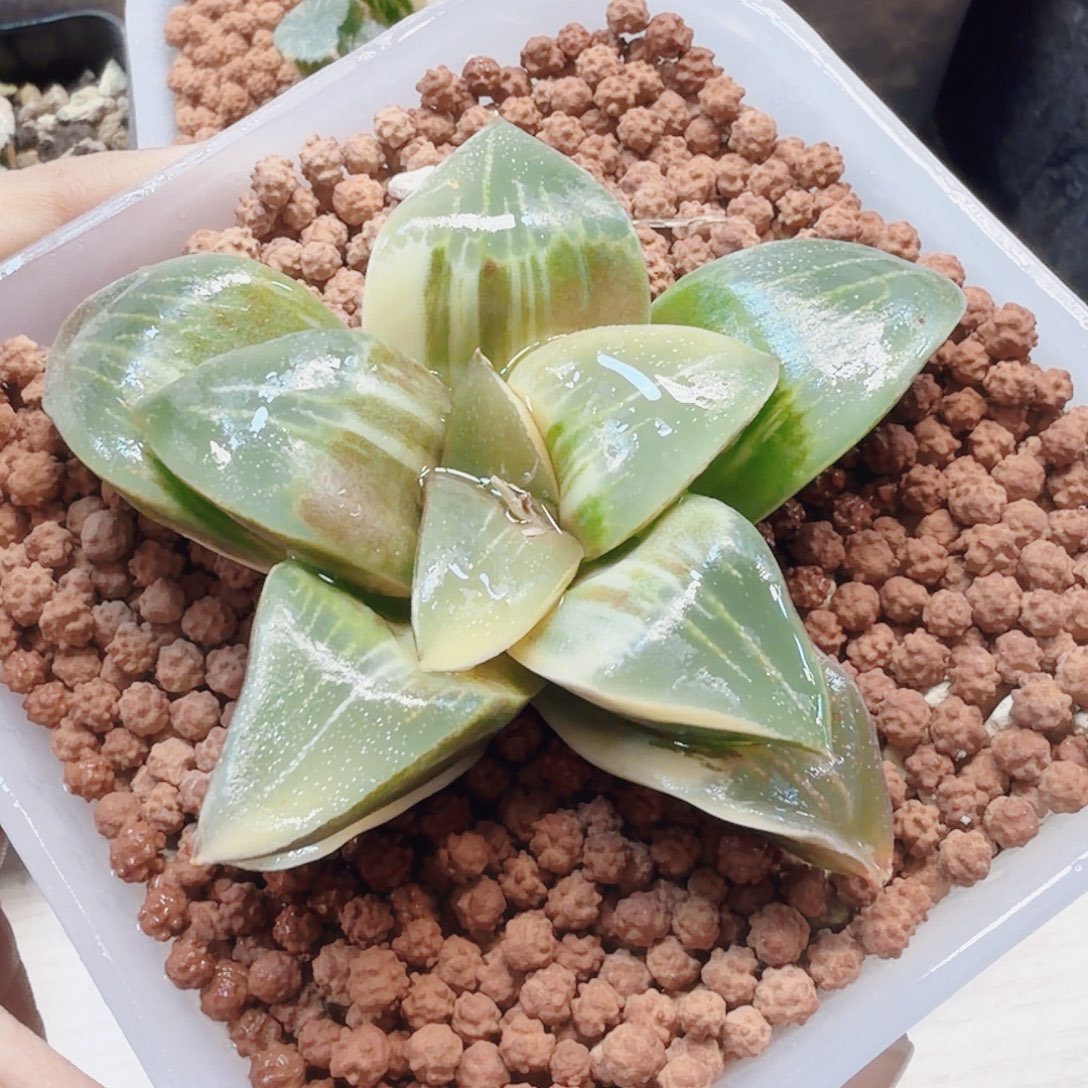 十二卷实生祥凤克锦福利