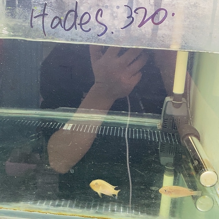 海水鱼袋内包损 观赏鱼