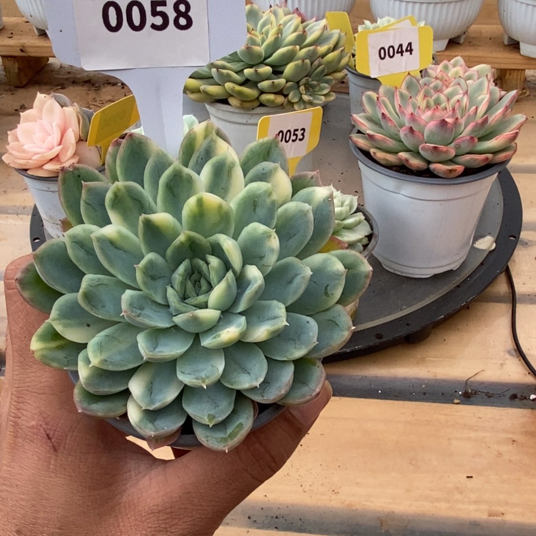 0058冰梅哈哈哈哈哈哈