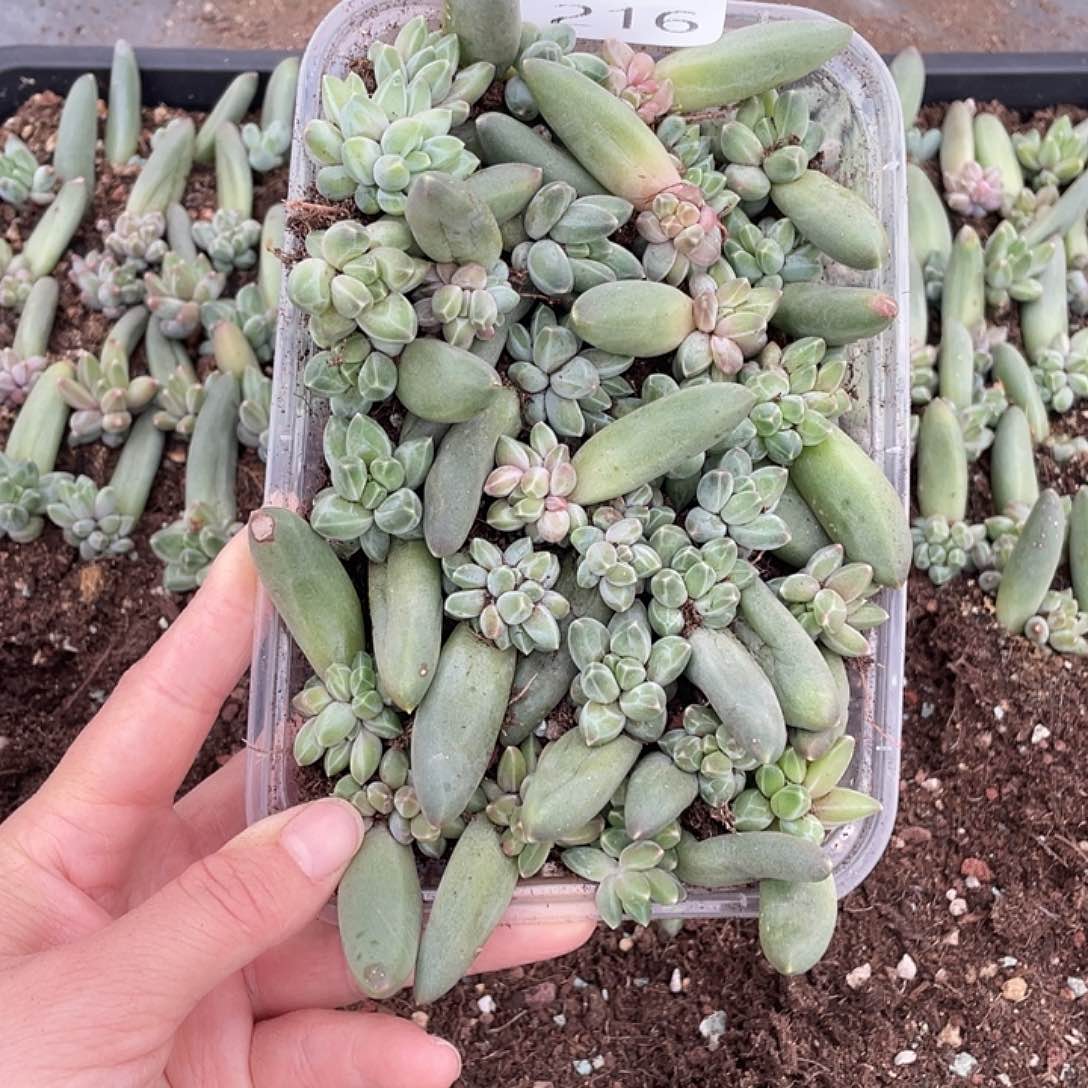 糕大上多肉植物216