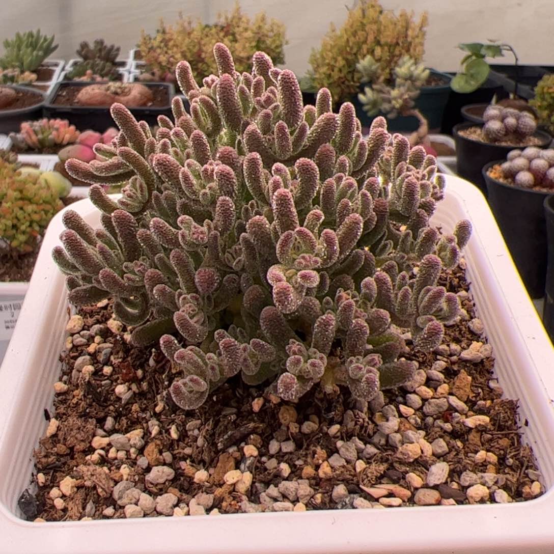 3号粉冰晶2.23多肉