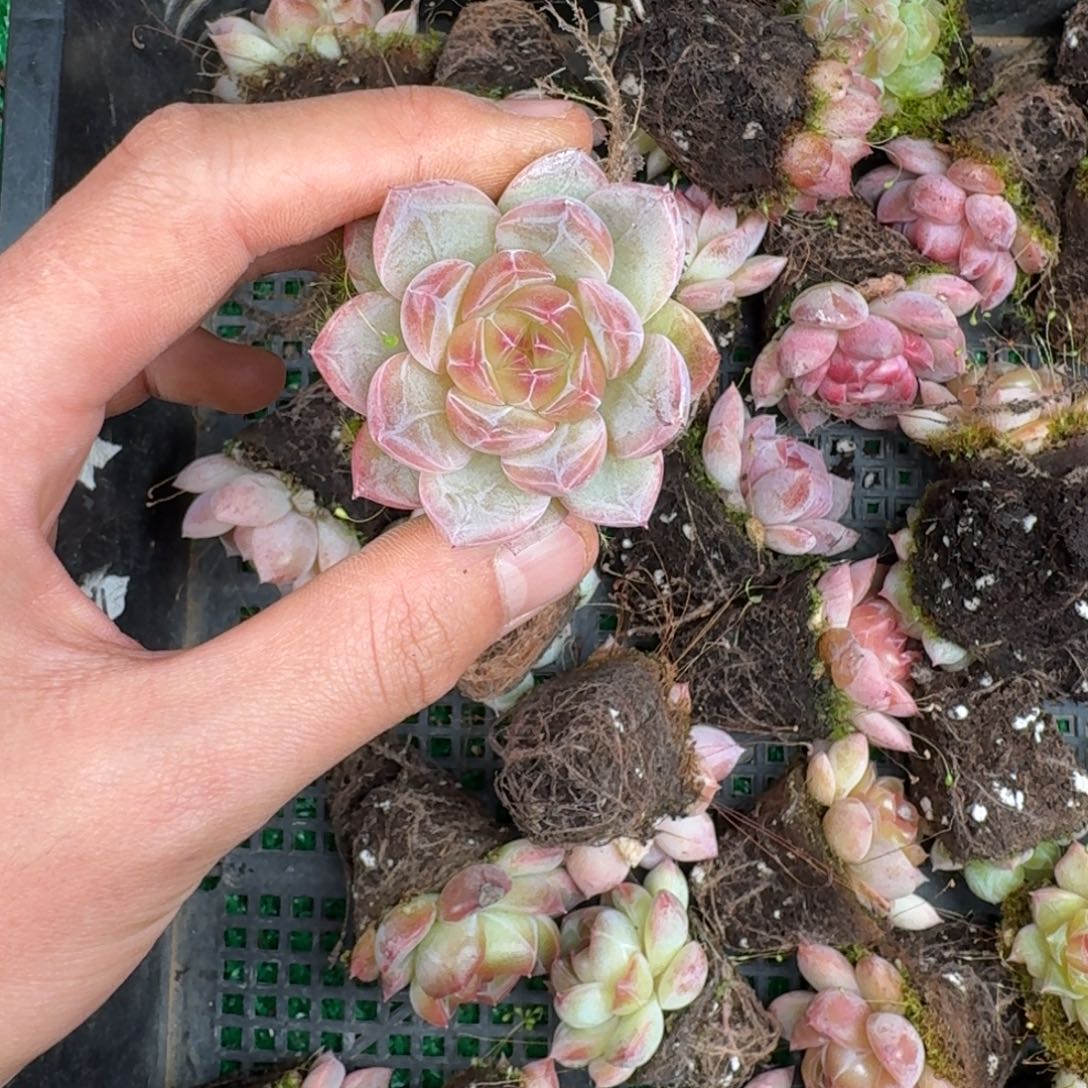 多肉一物一拍12-198