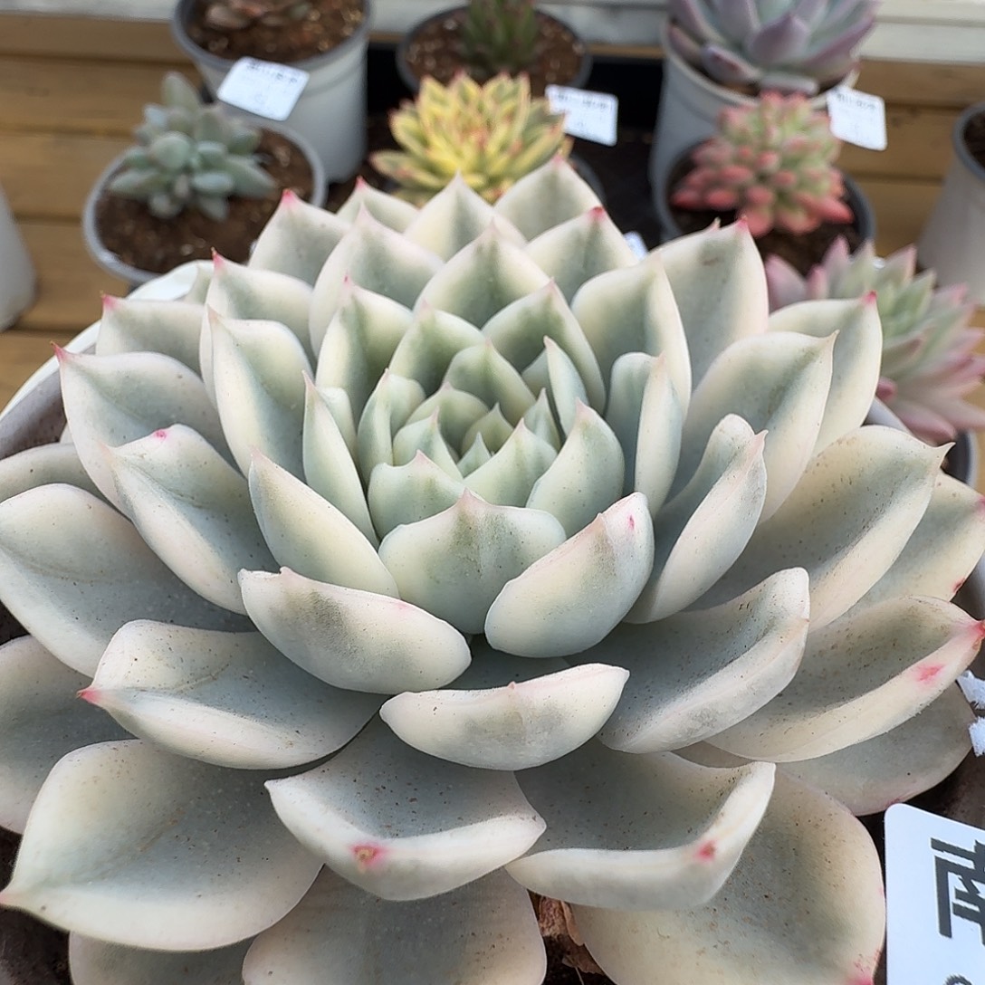 月亮仙子锦111104-41